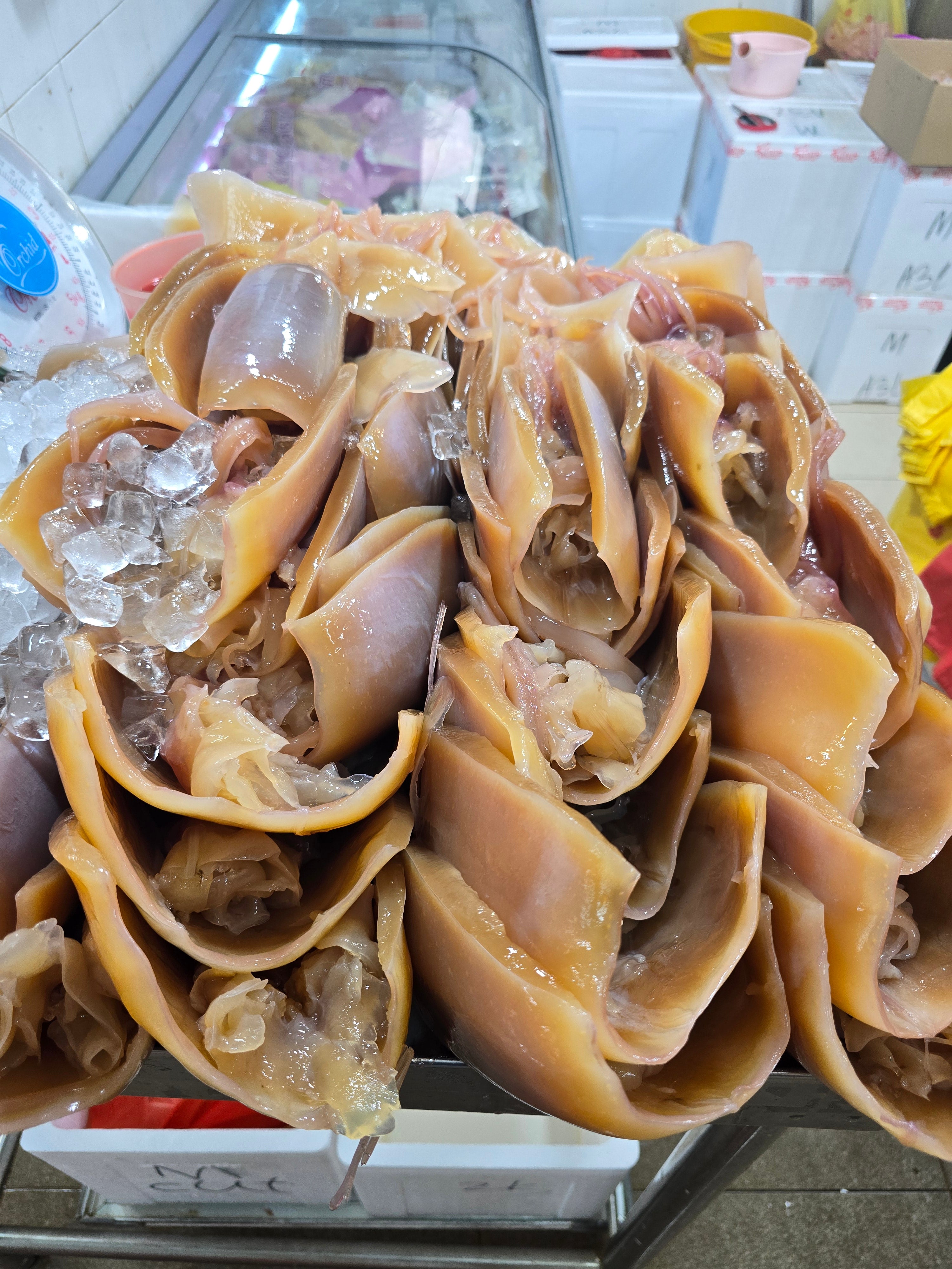 Fresh Wet Cuttlefish