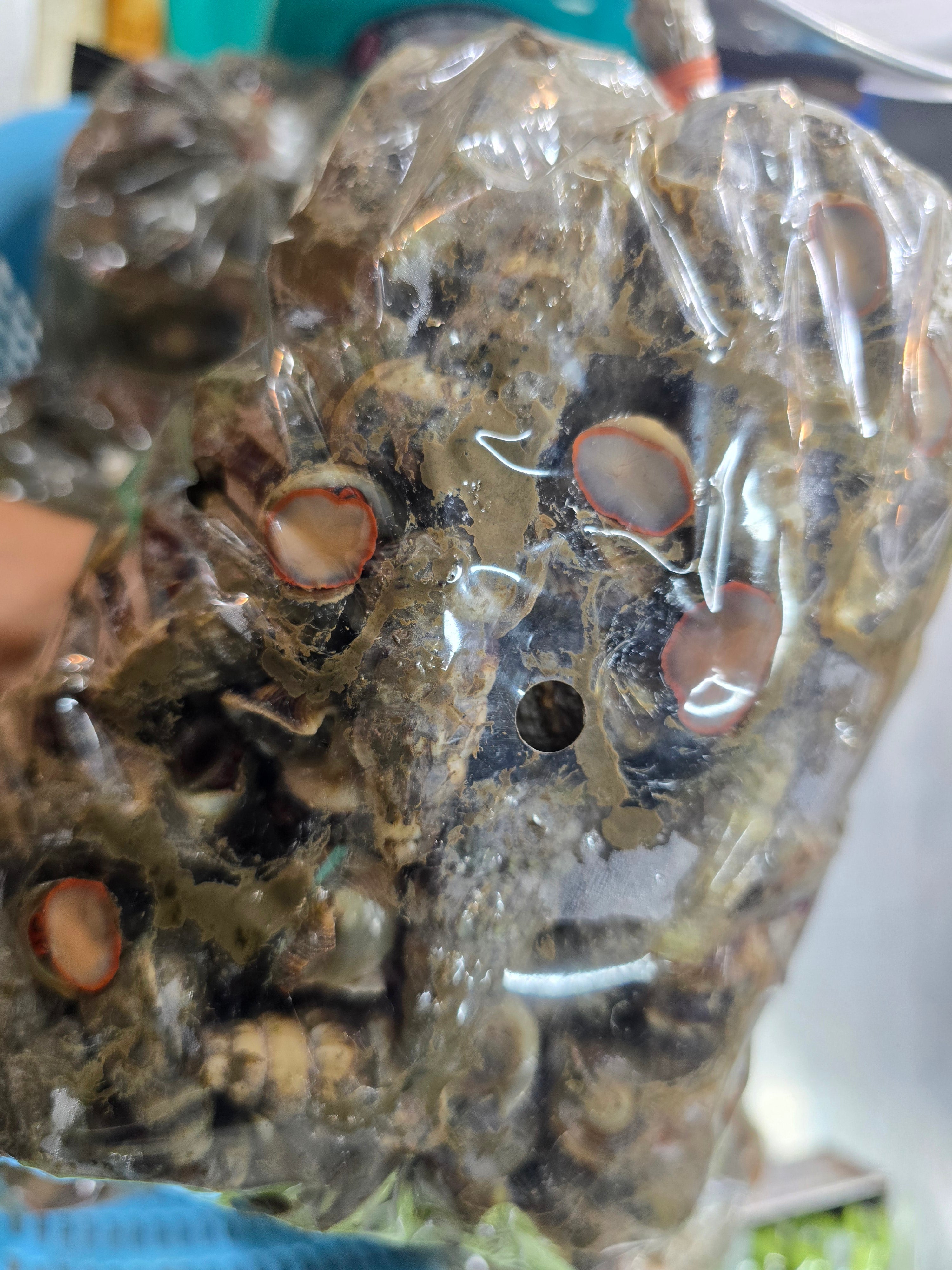 Siput Seduit (Alive Sea Snail / Shellfish)