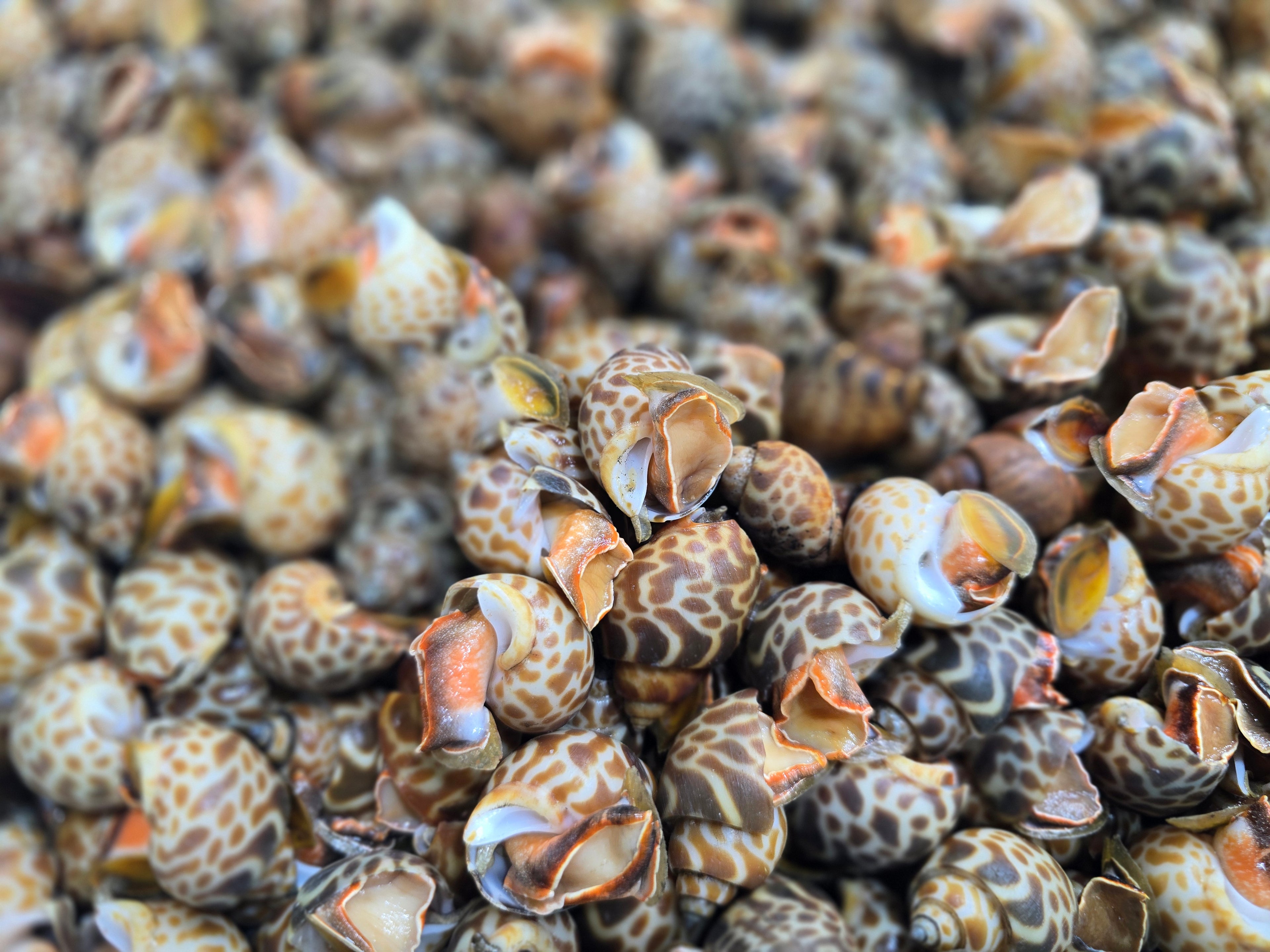 Tiger Clams (Live Shellfish)