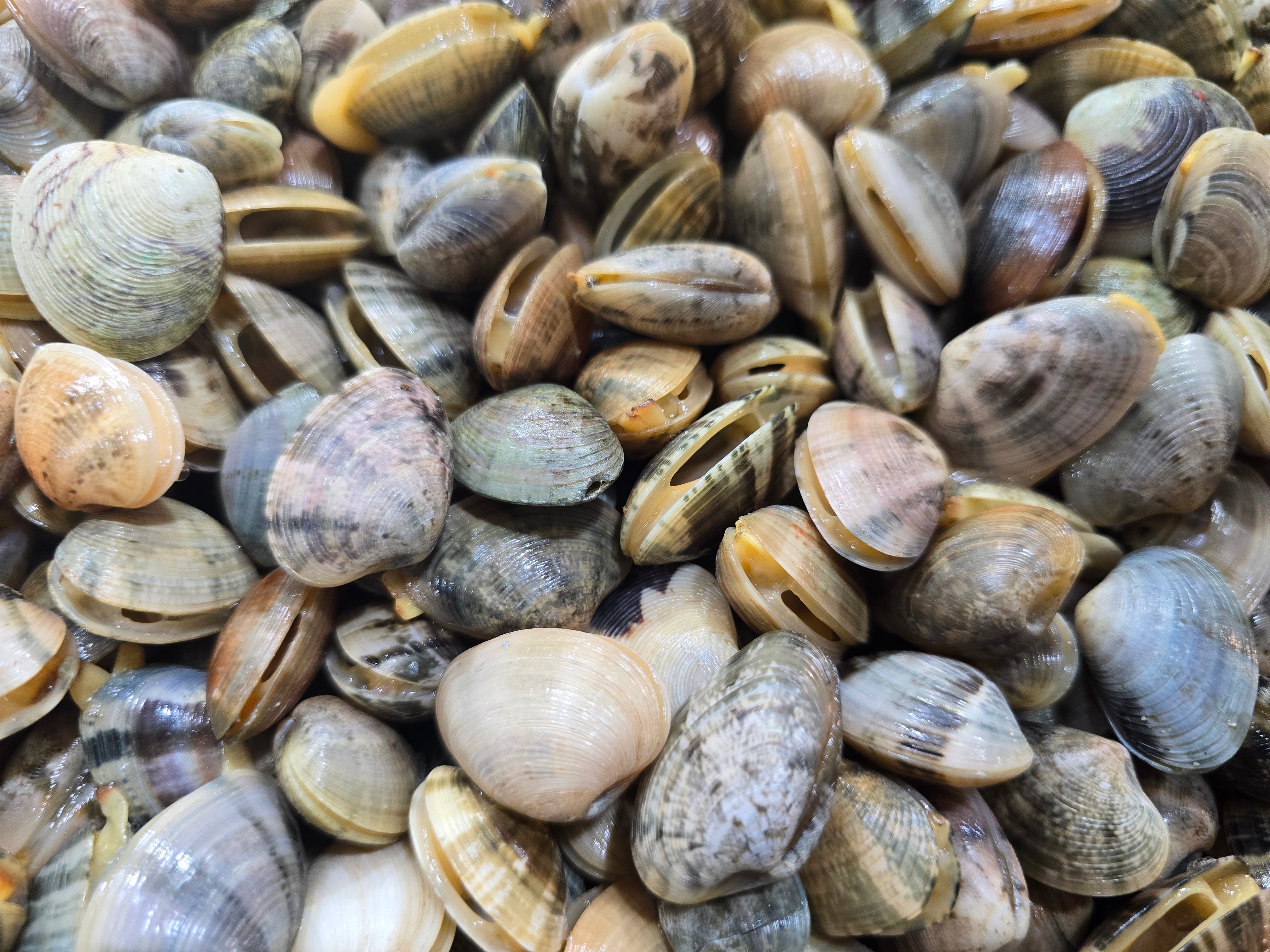 Venus Clams, Lala, Asari (Live Clams / Shellfish)