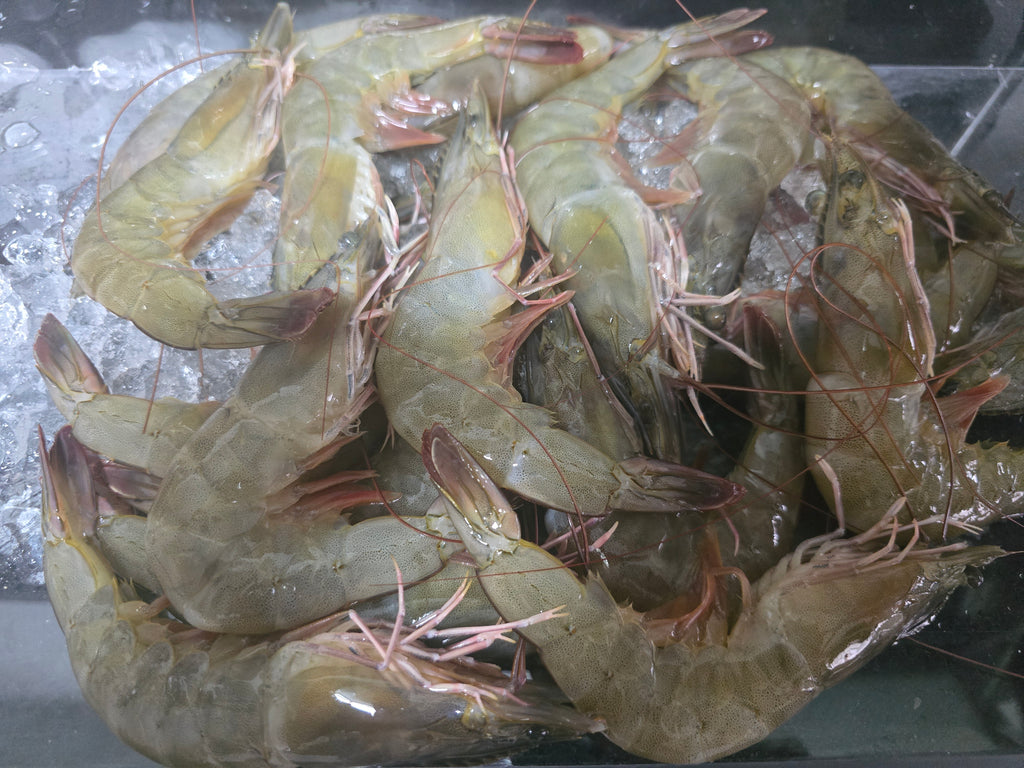 Fresh Ang Kar Prawn (Crustacean)