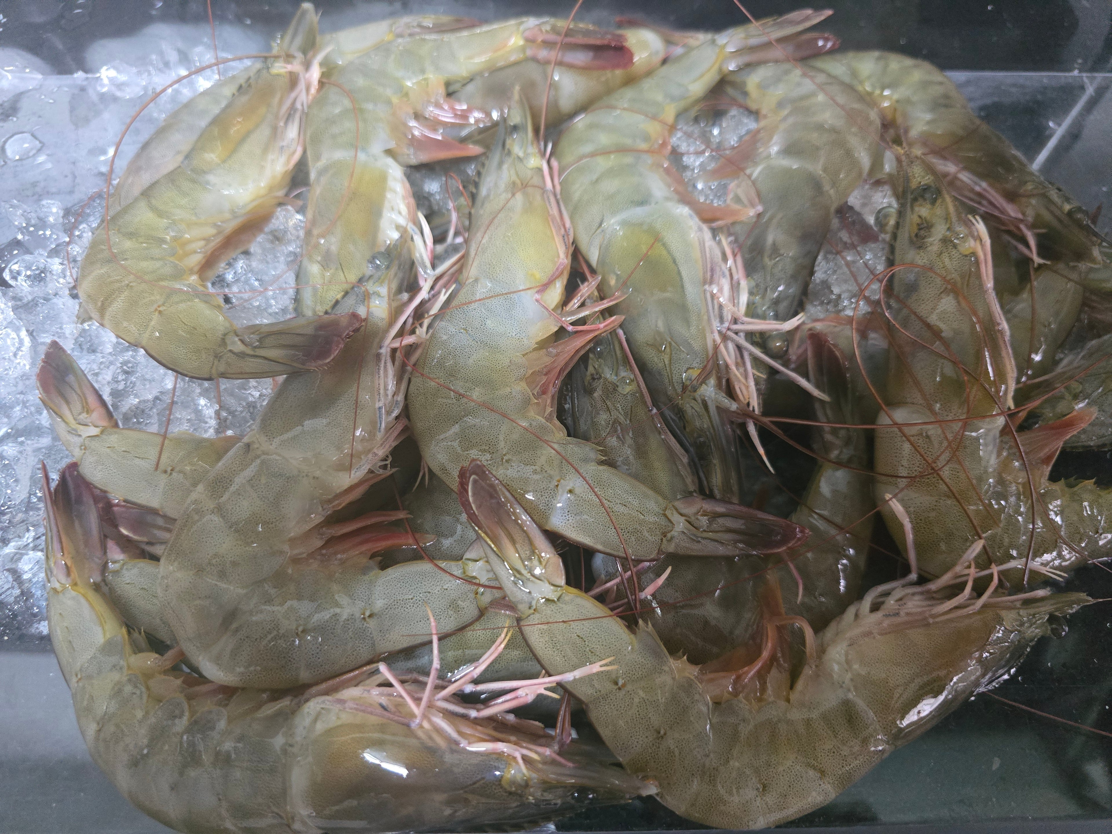 Fresh Ang Kar Prawn (Crustacean)