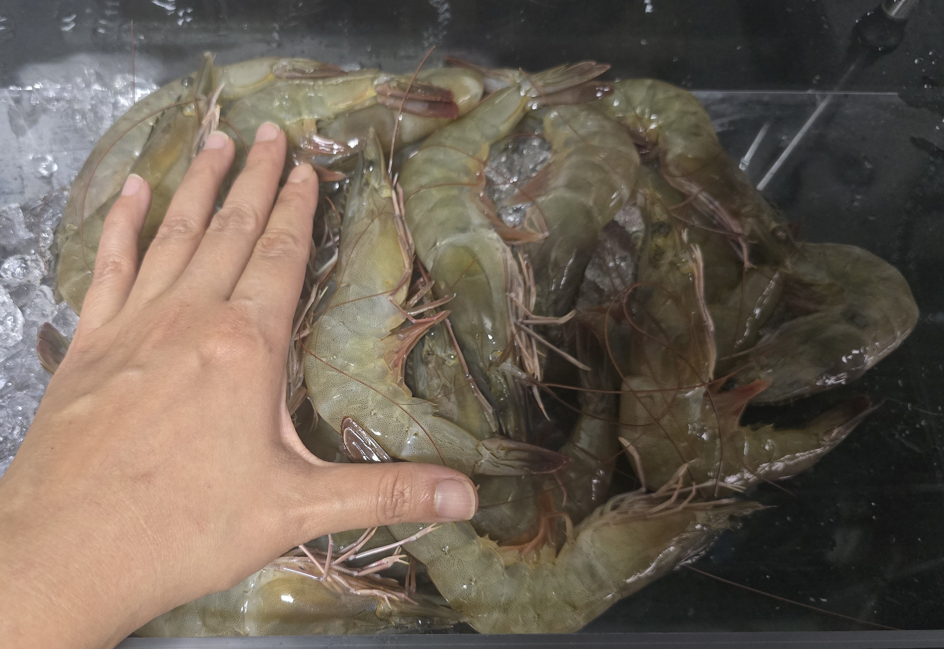 Fresh Ang Kar Prawn (Crustacean)