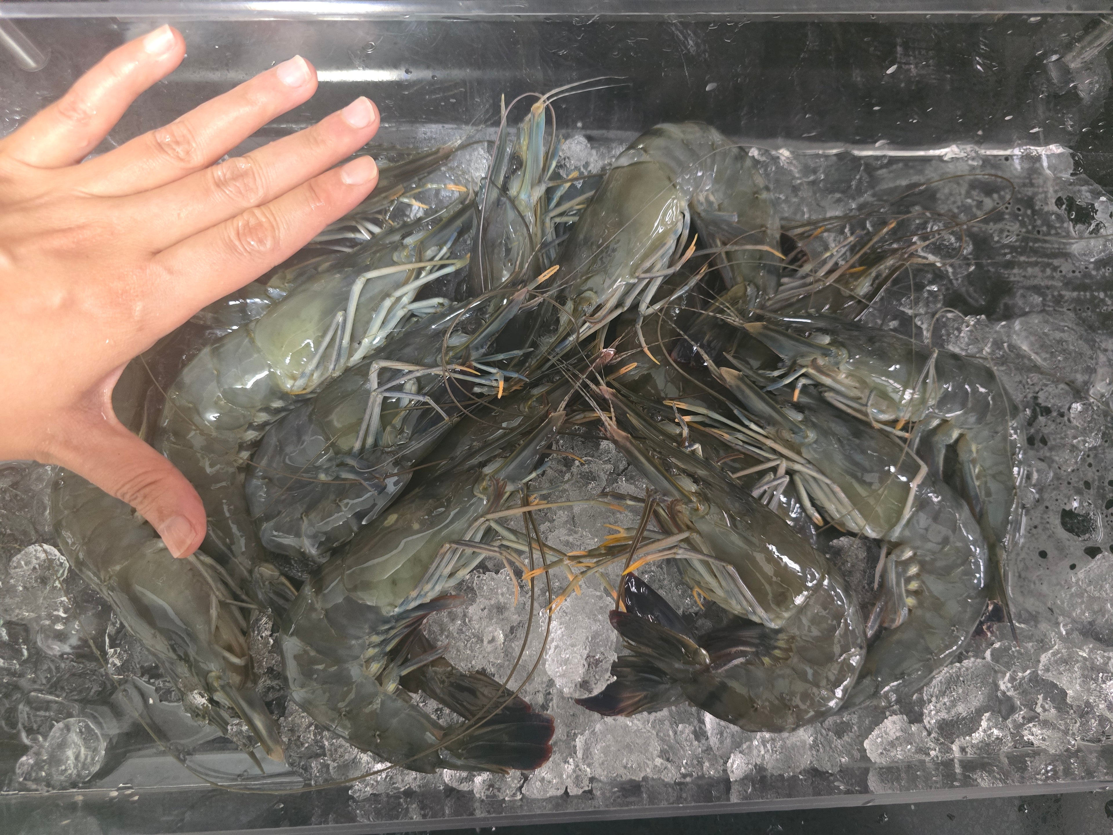 Fresh XL Tiger Prawns