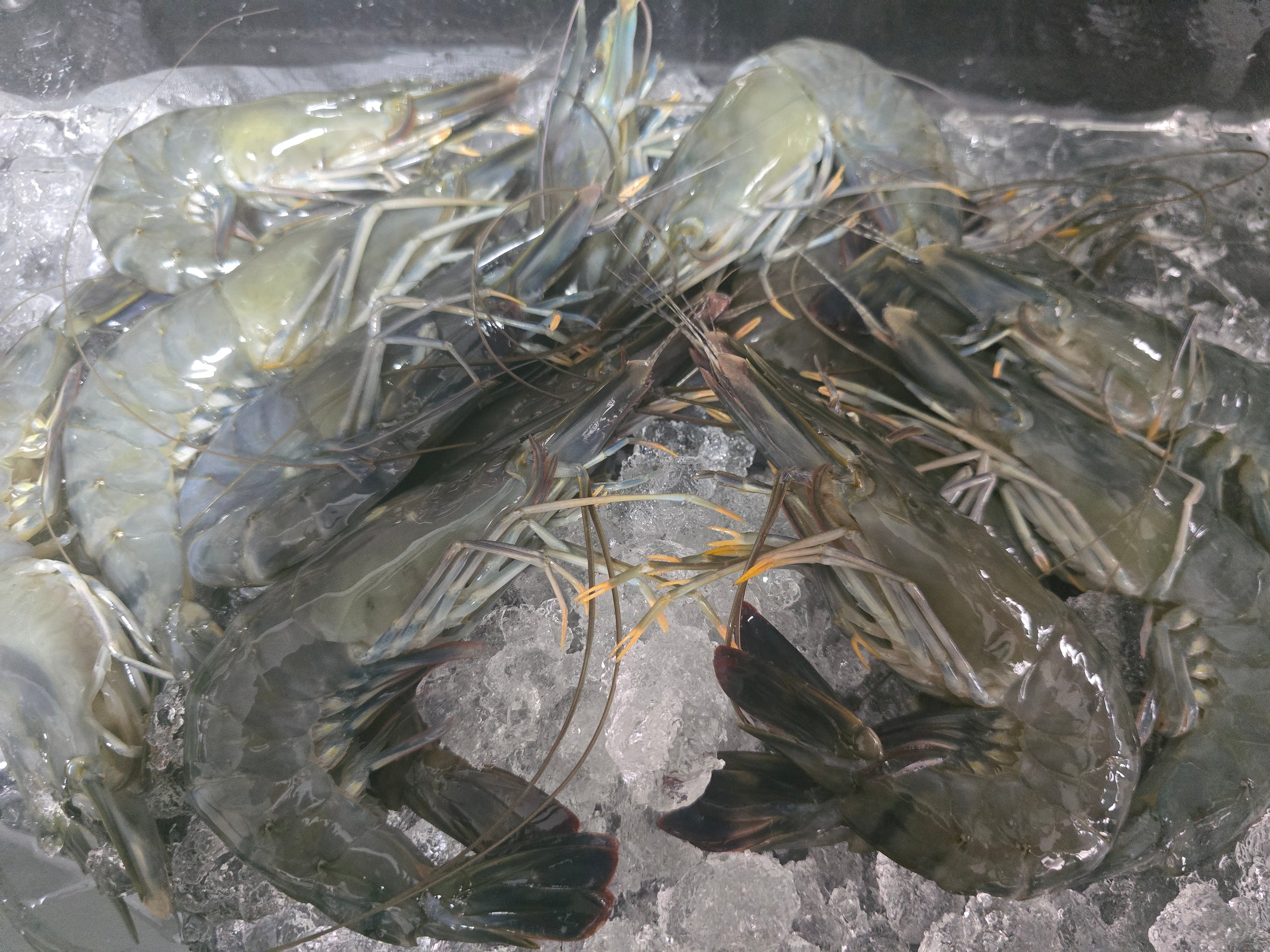 Fresh XL Tiger Prawns