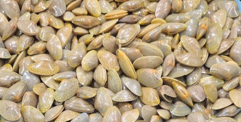 Fresh Batik Clams (Lala)