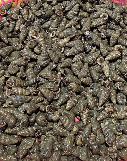 Siput Seduit (Alive Sea Snail / Shellfish)
