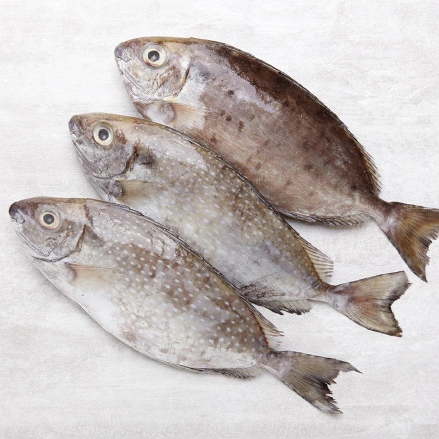 Rabbitfish (白肚鱼 / Pak Toh Yu)