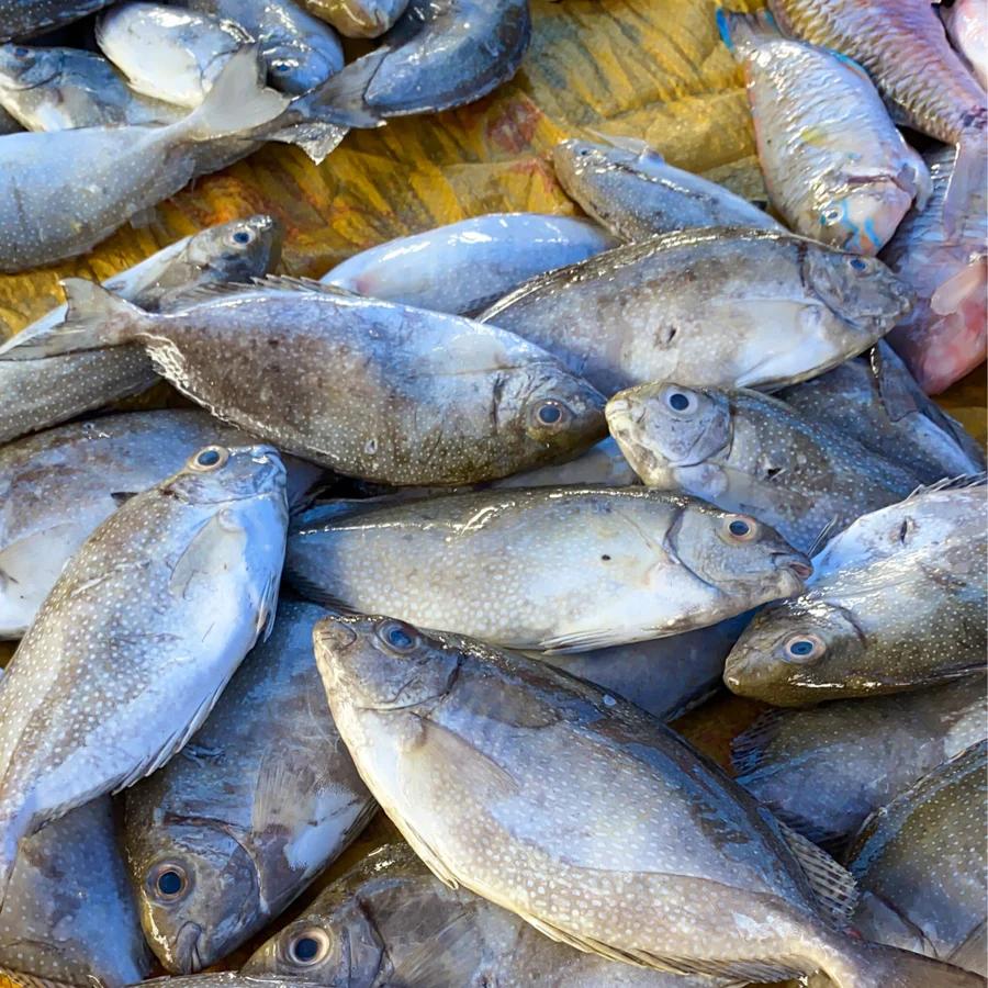 Rabbitfish (白肚鱼 / Pak Toh Yu)