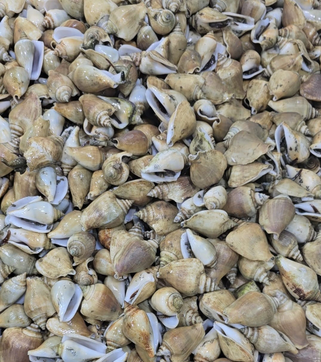 Alive Gong Gong (Sea Snail / Conch)