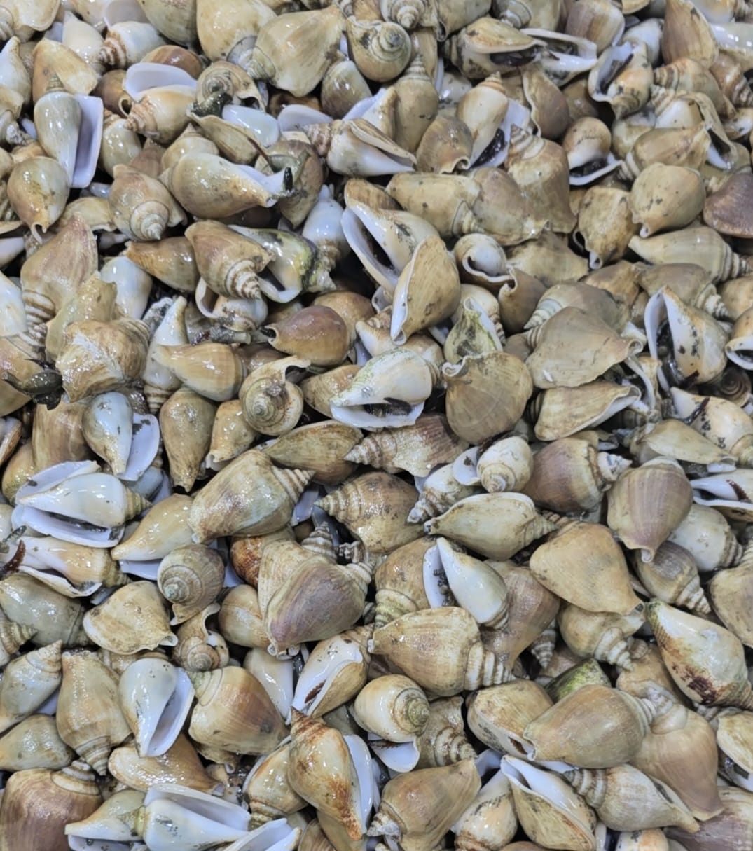 Alive Gong Gong (Sea Snail / Conch)