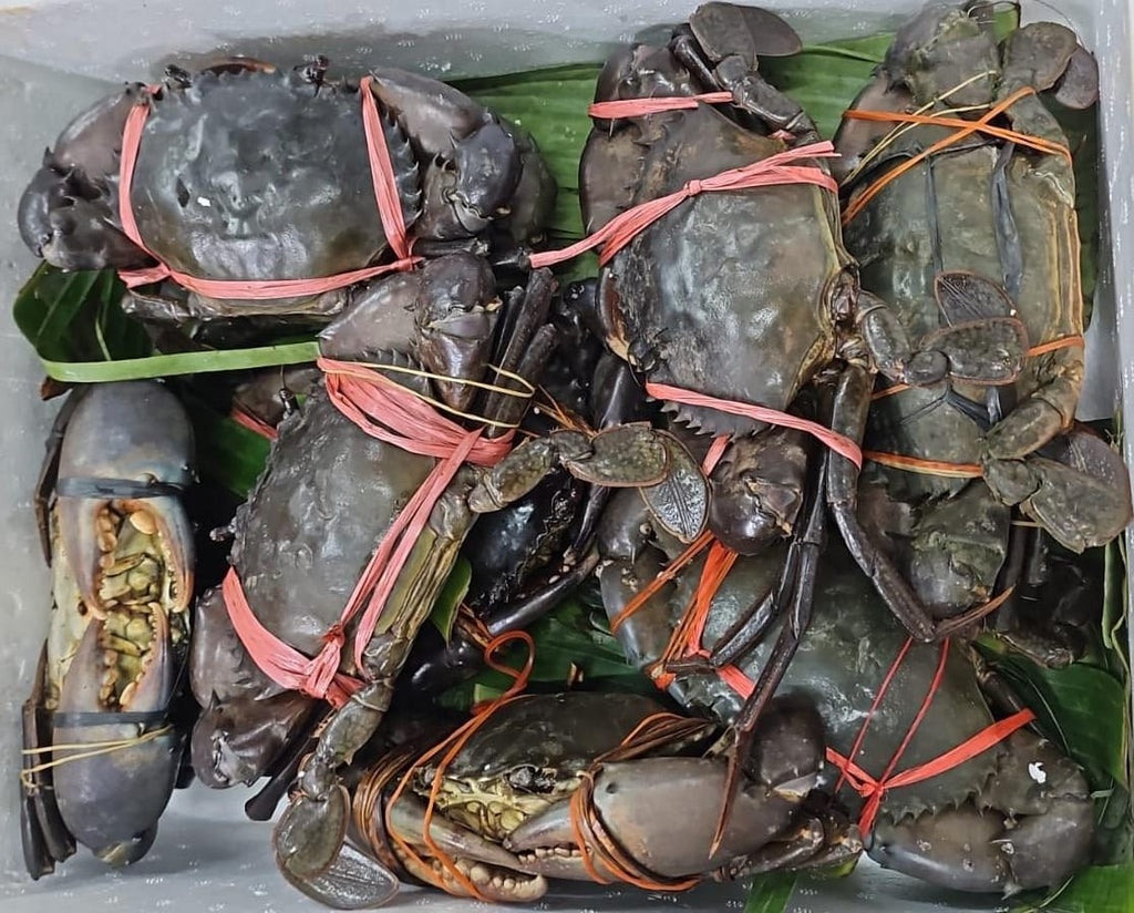 Mud Crab (Live / Fresh) Pre-Order, Available On Every Sat/Sun