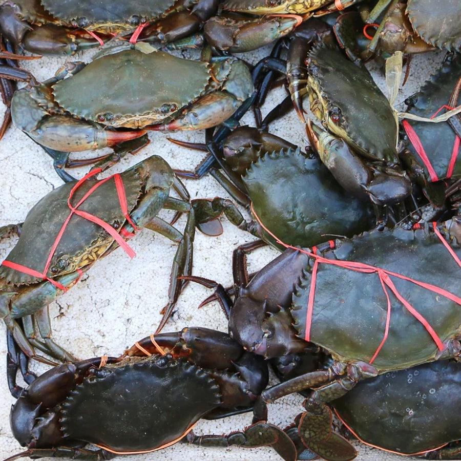 Mud Crab (Live / Fresh) Pre-Order, Available On Every Sat/Sun