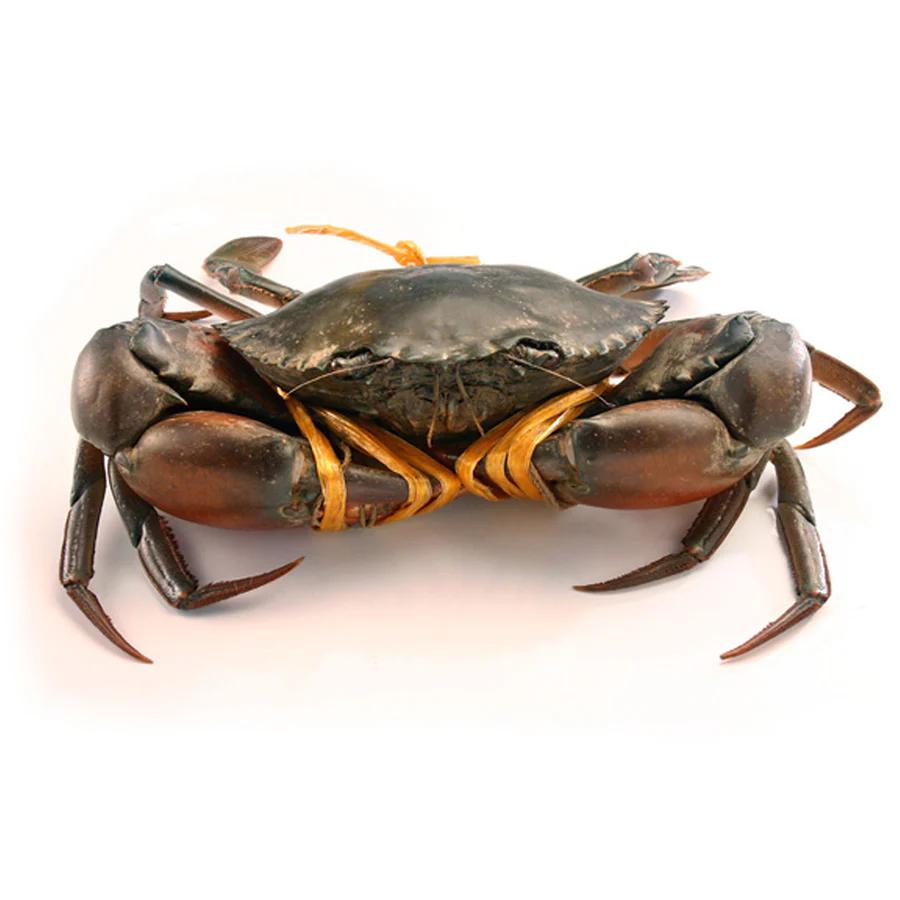 Mud Crab (Live / Fresh) Pre-Order, Available On Every Sat/Sun