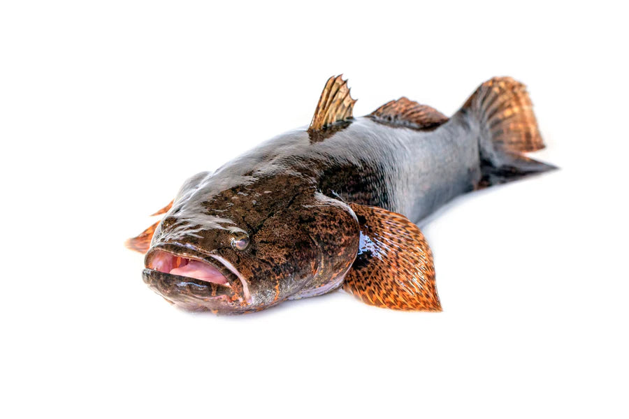 Soon Hock (Marble Goby) 600g – 700g