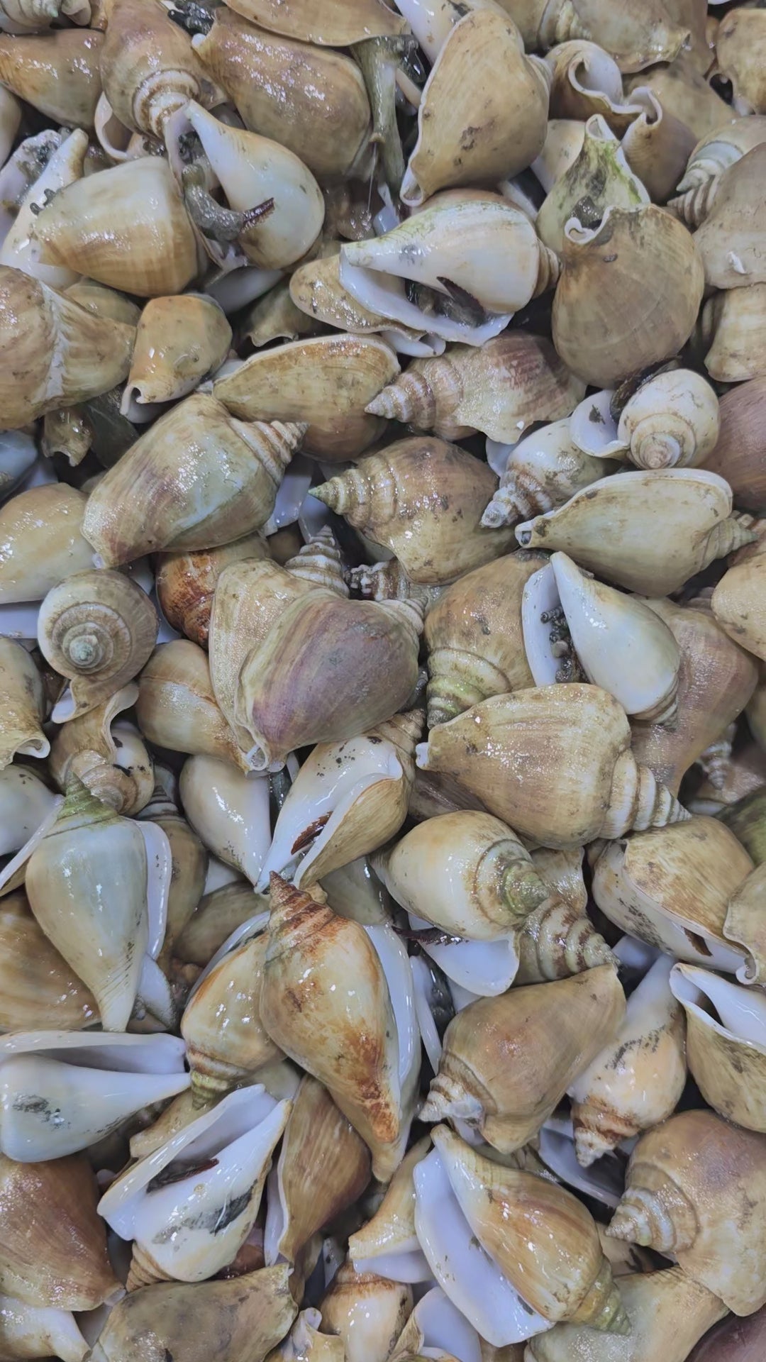 Alive Gong Gong (Sea Snail / Conch)